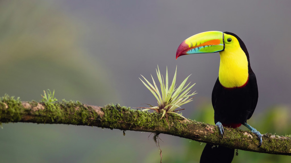 Toucan a Carène posé sur une branche